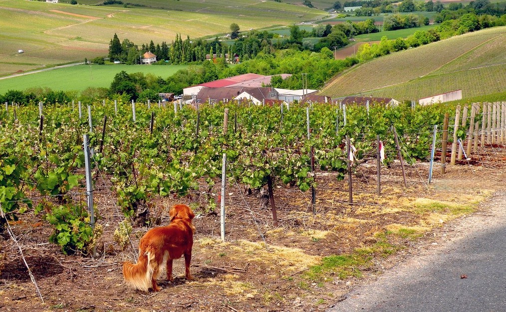Champagne Domi Moreau